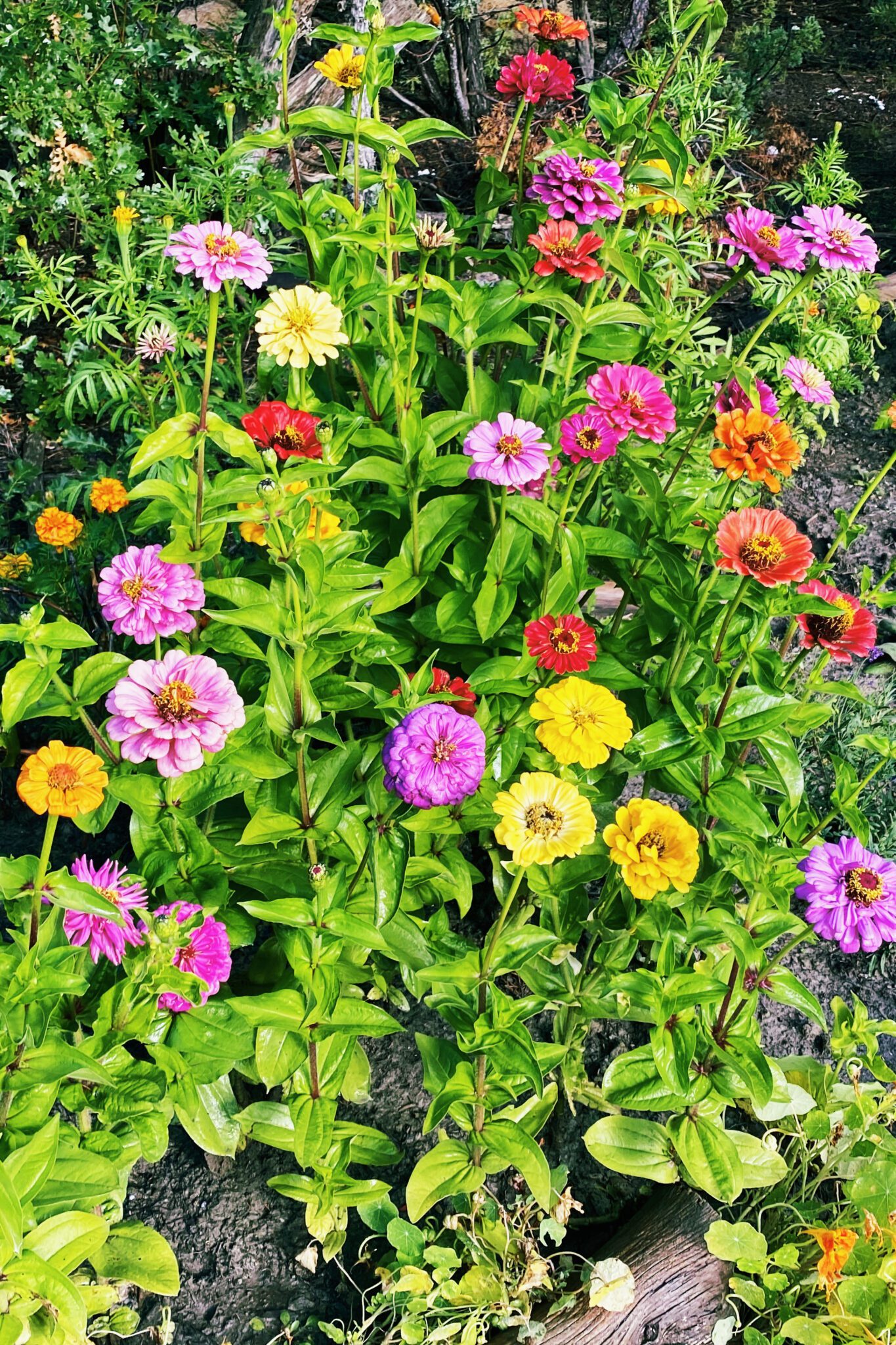 My Knitting Garden PurlsAndPixels