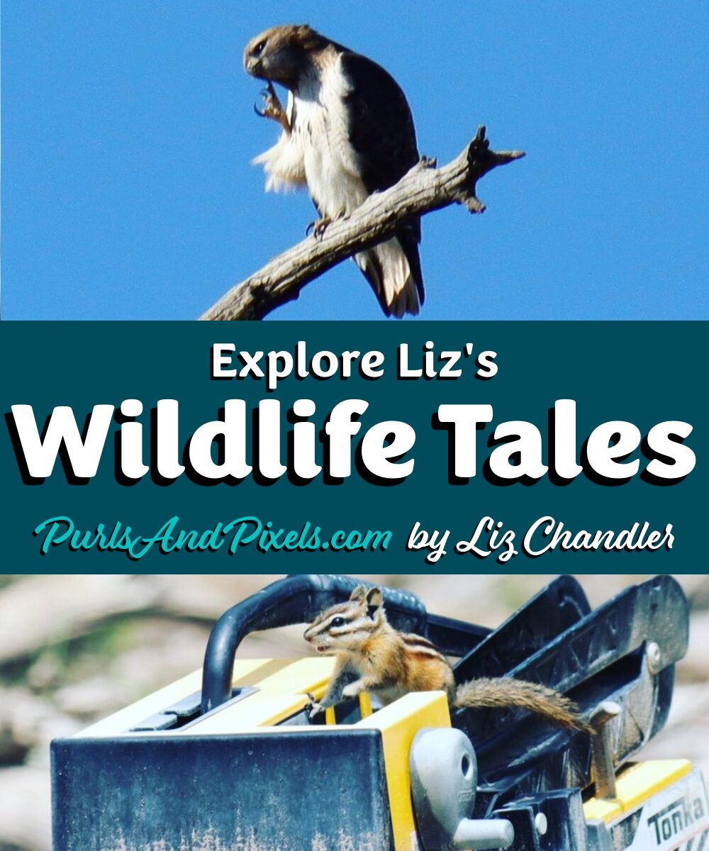 Gardening in Colorado brings you face-to-face with wildlife more than you'd think. Meet the wild animals that stop by to say hello to Liz Chandler @PurlsAndPixels.