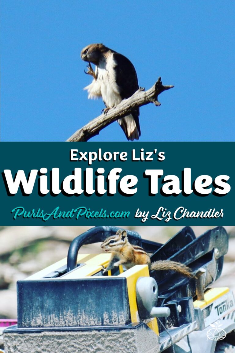 Gardening in Colorado brings you face-to-face with wildlife more than you'd think. Meet the wild animals that stop by to say hello to Liz Chandler @PurlsAndPixels.