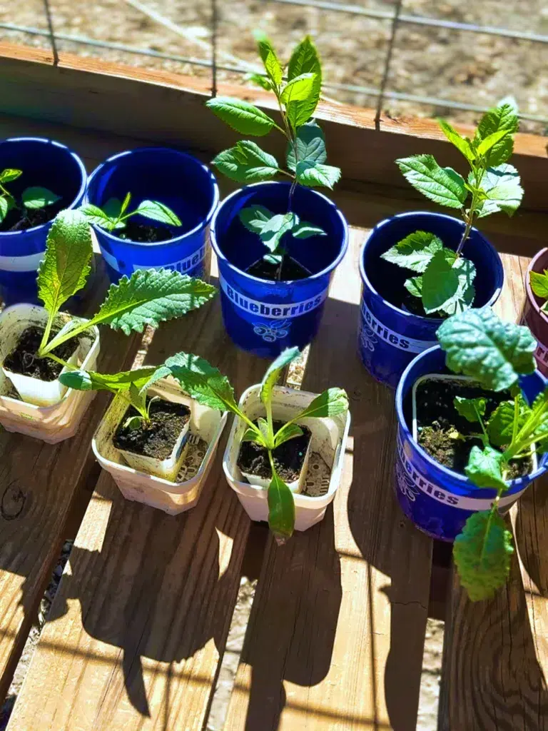 Choose a pot that is just a bit bigger than your seedling when repotting.
