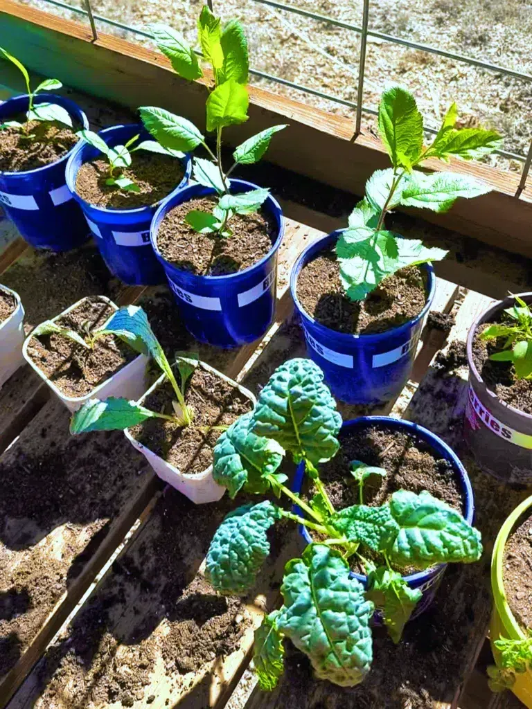 Choose a pot that is just a bit bigger than your seedling when repotting. This ensures your plants stay happy.