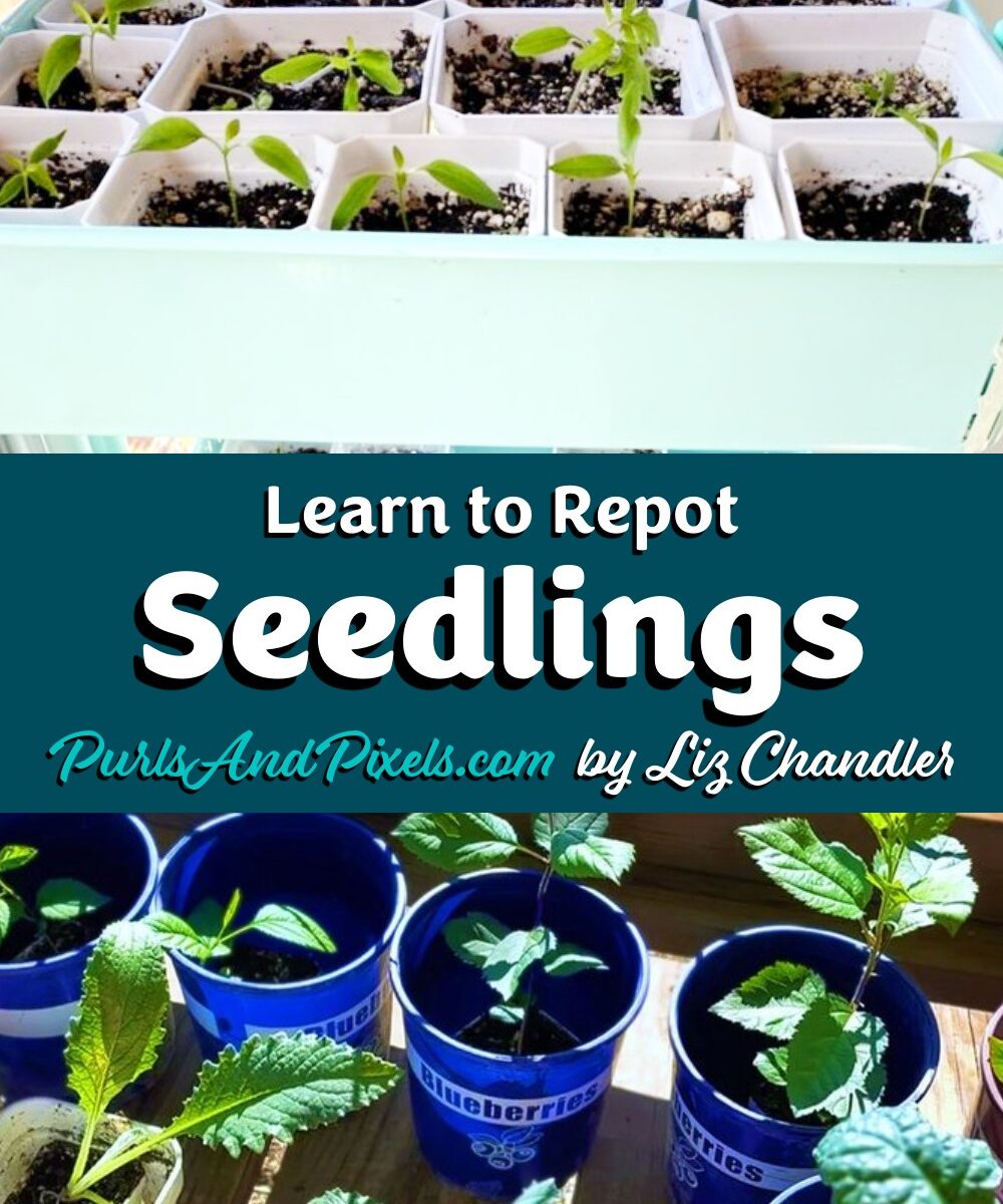 Learn to repot seedlings with Liz Chandler @ PurlsAndPixels