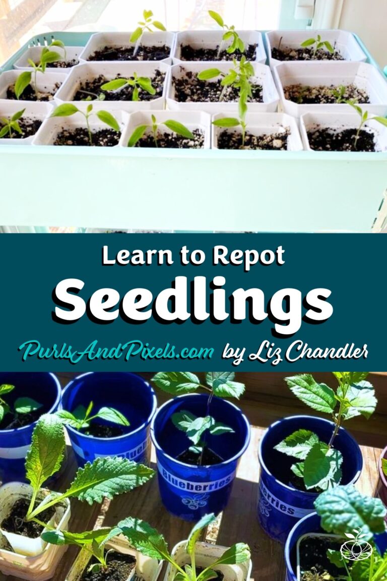 Learn to repot seedlings with Liz Chandler @ PurlsAndPixels
