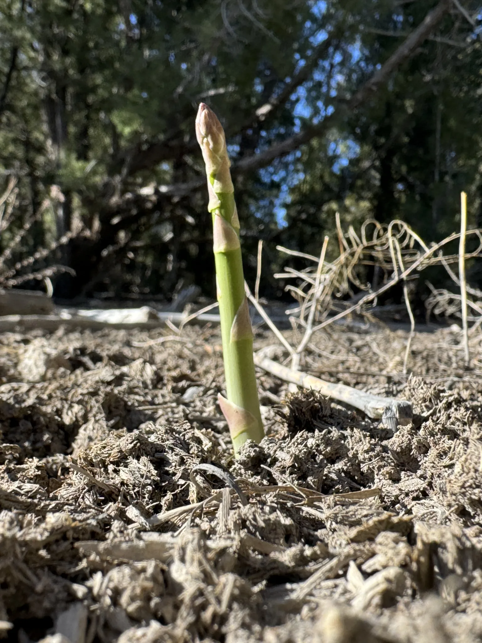 Planting Strawberries and Asparagus in Southwest Colorado’s Unique Soil