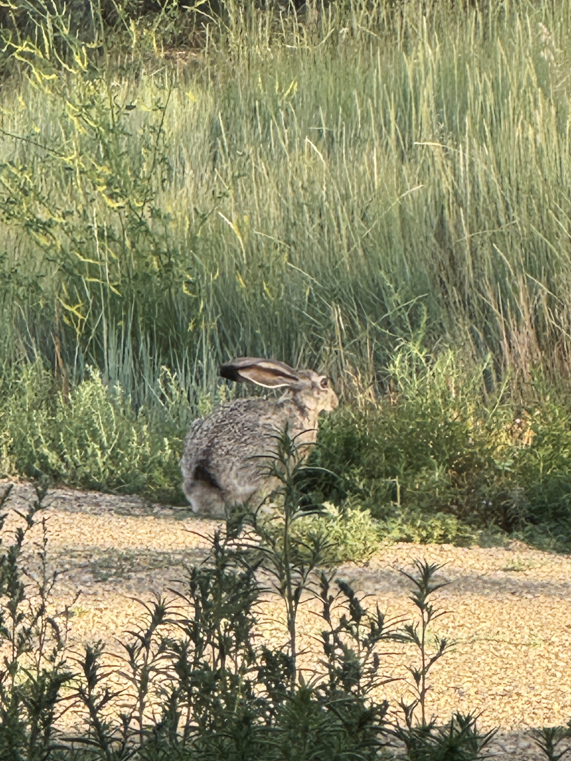 This jackrabbit heard gunshots in the countryside and was frightened, but it's ok. Nobody was shooting at him! Read more from Liz Chandler @PurlsandPixels.
