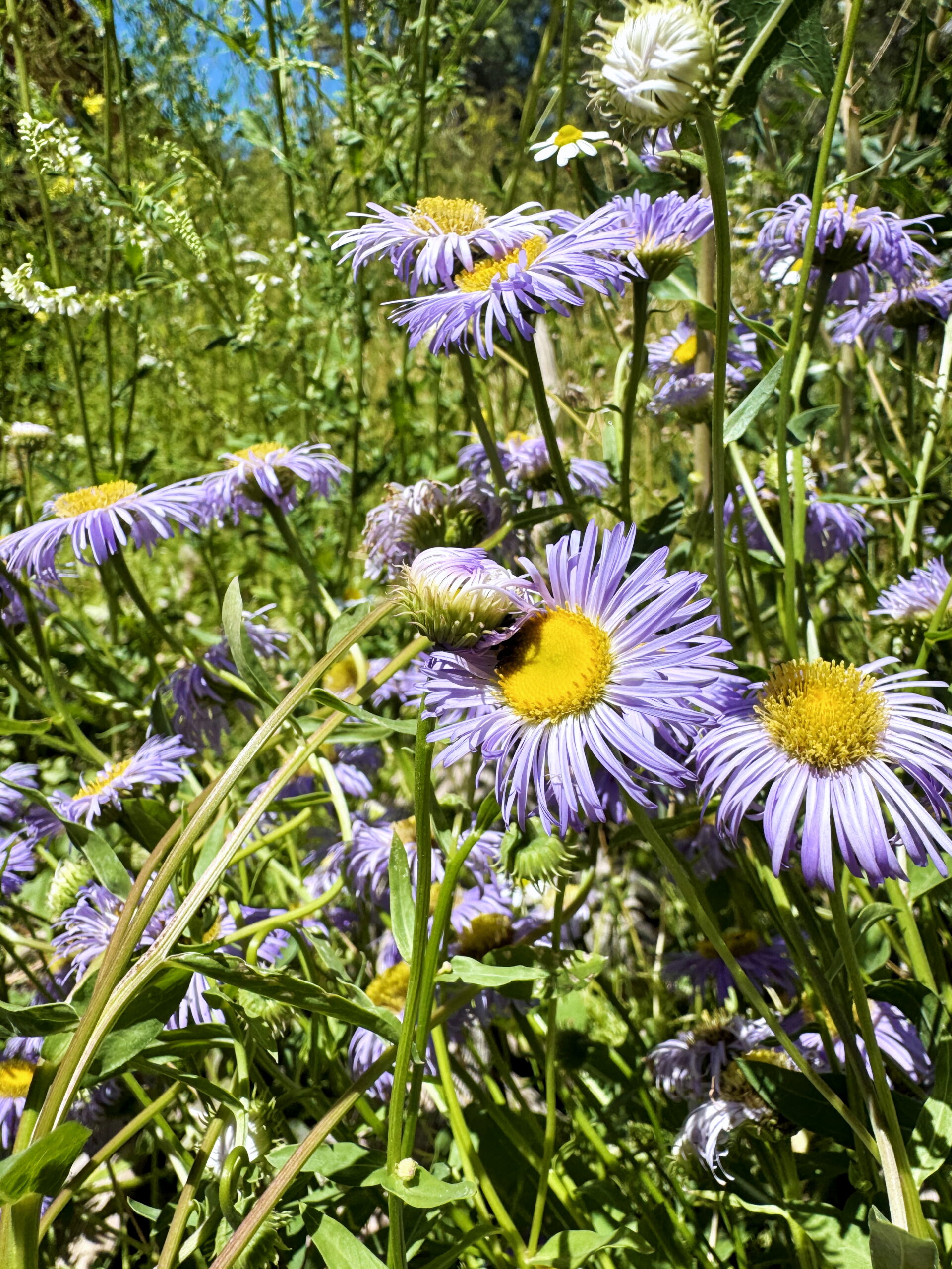 A bouquet of wild aster flowers are cute little purple daisies with a yellow center. They make an hearty, drought tolerant, and adorable addition to your meadowscape. Read more from Liz Chandler @PurlsAndPixels.