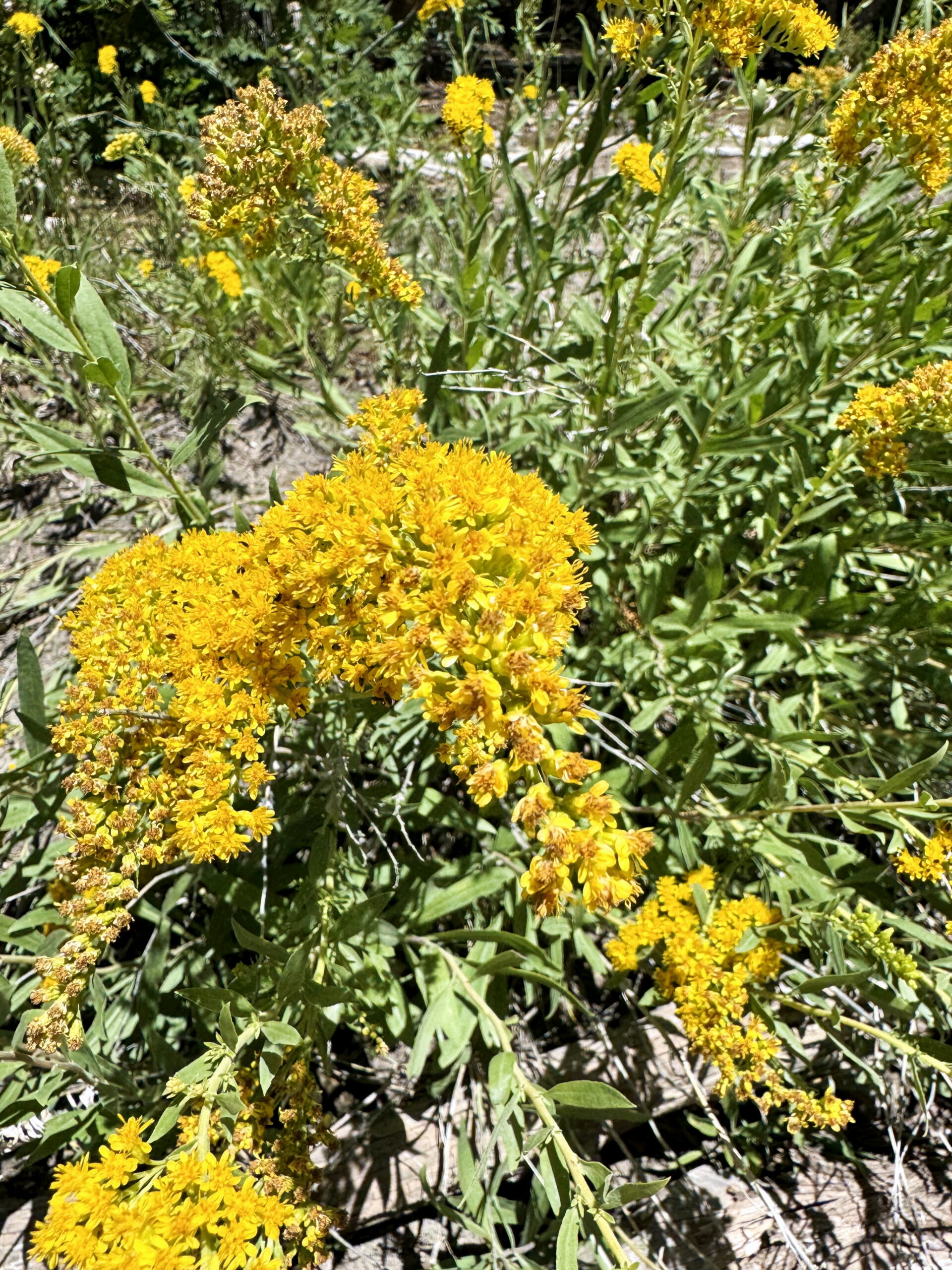 Wild goldenrod fills out the meadowscape wildflower garden beautifully and makes the pollinators happy. Read more from Liz @PurlsAndPixels.