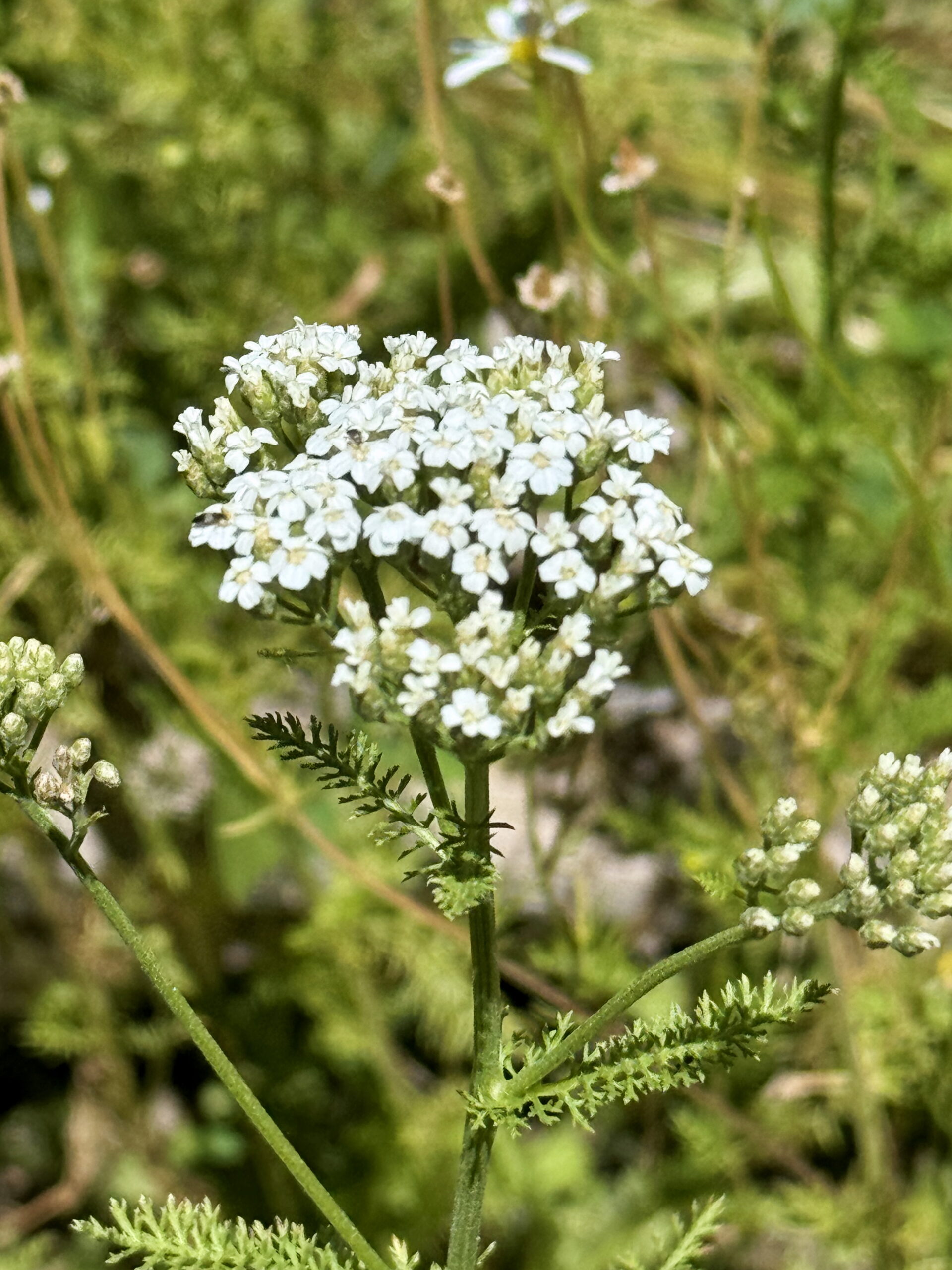 Wild white yarrow has both beautiful flowers and serves as excellent groundcover. Read more from Liz Chandler @PurlsAndPixels.