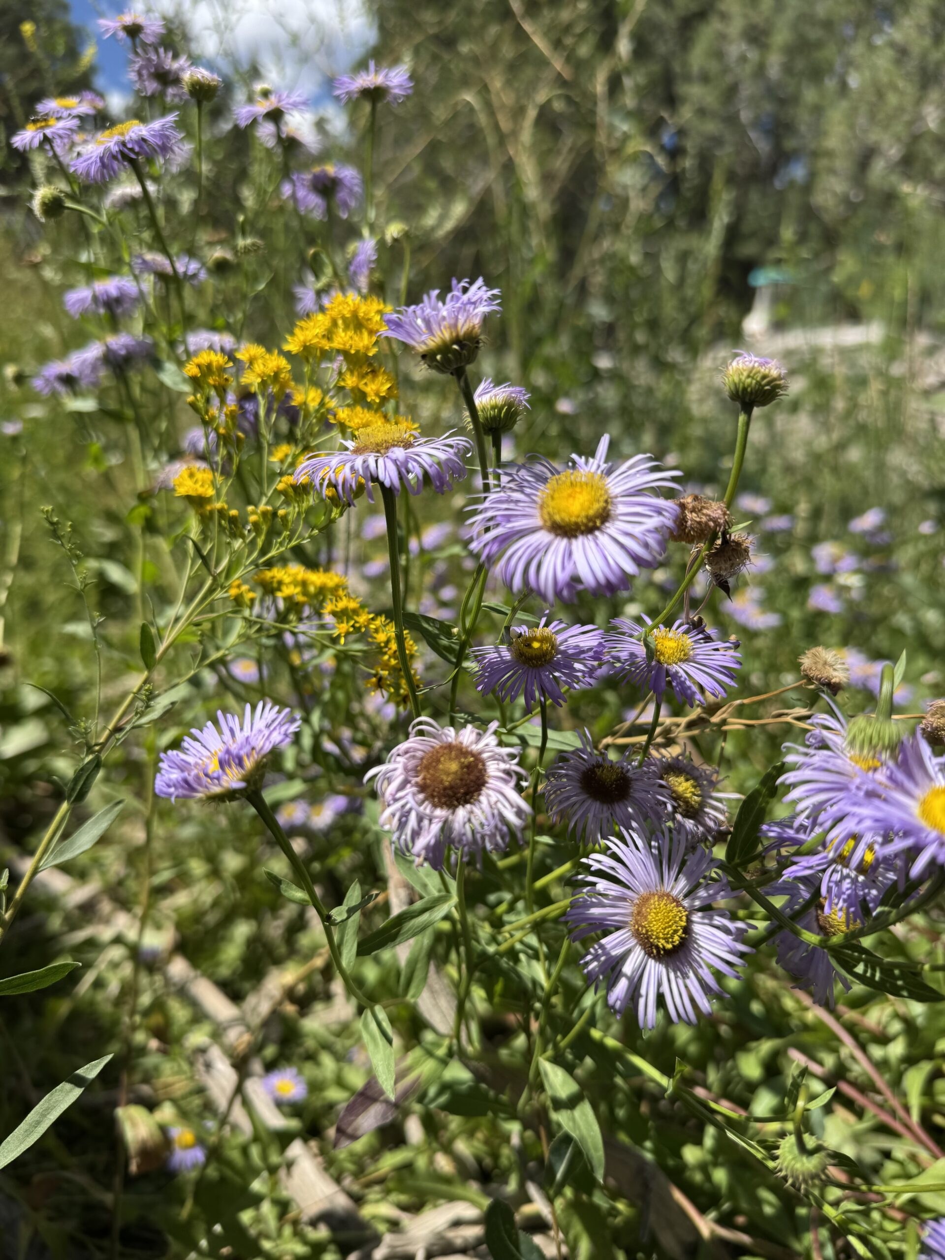 Meadowscaping is allowing a wildflower garden to grow from native flowers and plants. Join Liz Chandler and create your own pollinator haven at PurlsAndPixels.