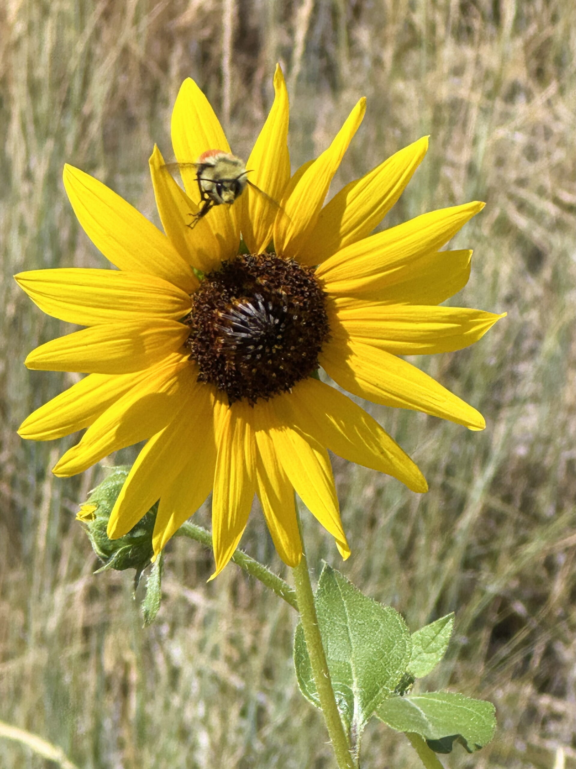 Bees love the pollen from local wild sunflowers. Read more from Liz Chandler @PurlsAndPixels.