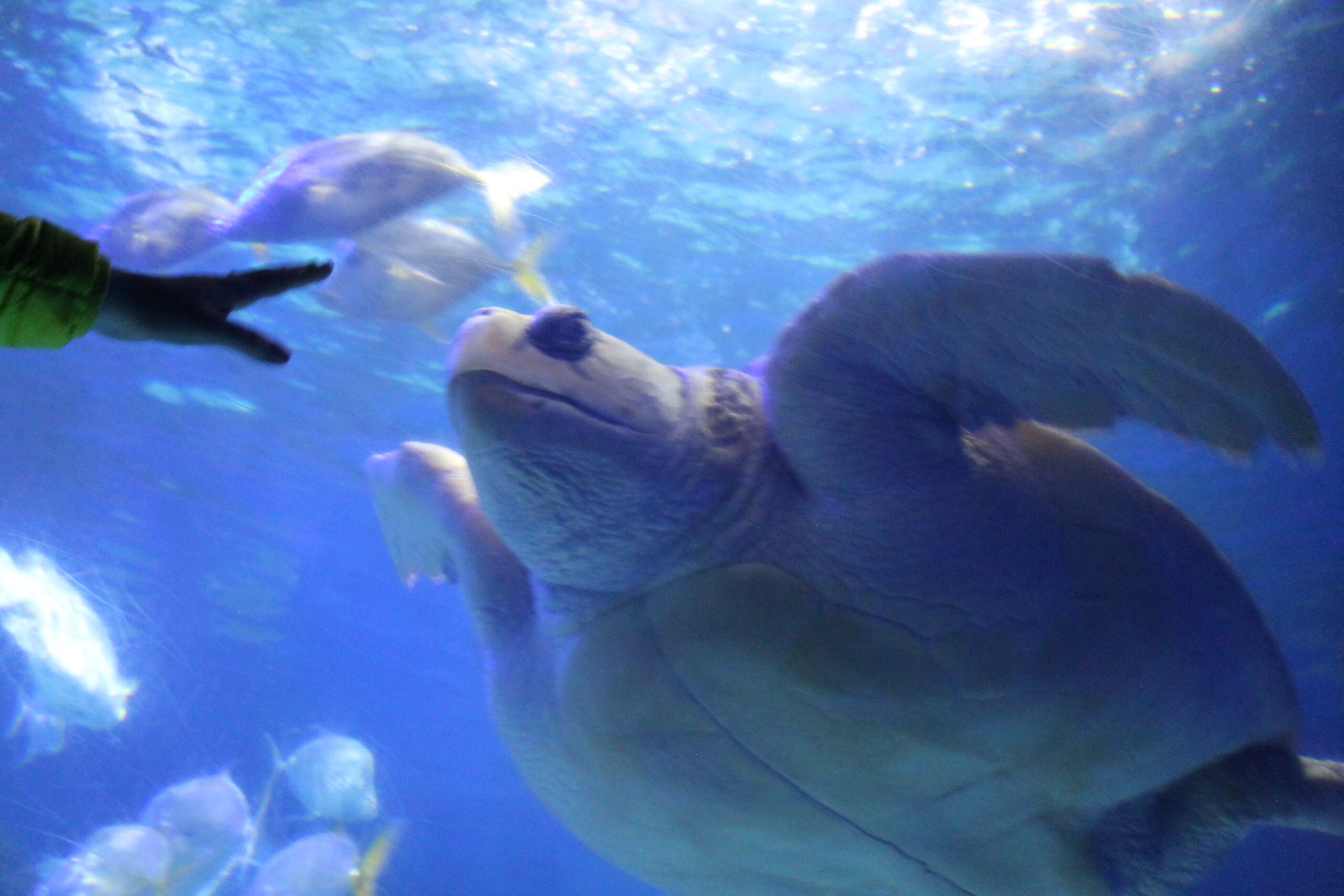 Sometimes I feel like a tracked sea turtle in a fish bowl. Why I hate my smartphone and how I'm trying to digitally detox responsibly. Photo and article by Liz Chandler @PurlsAndPixels.