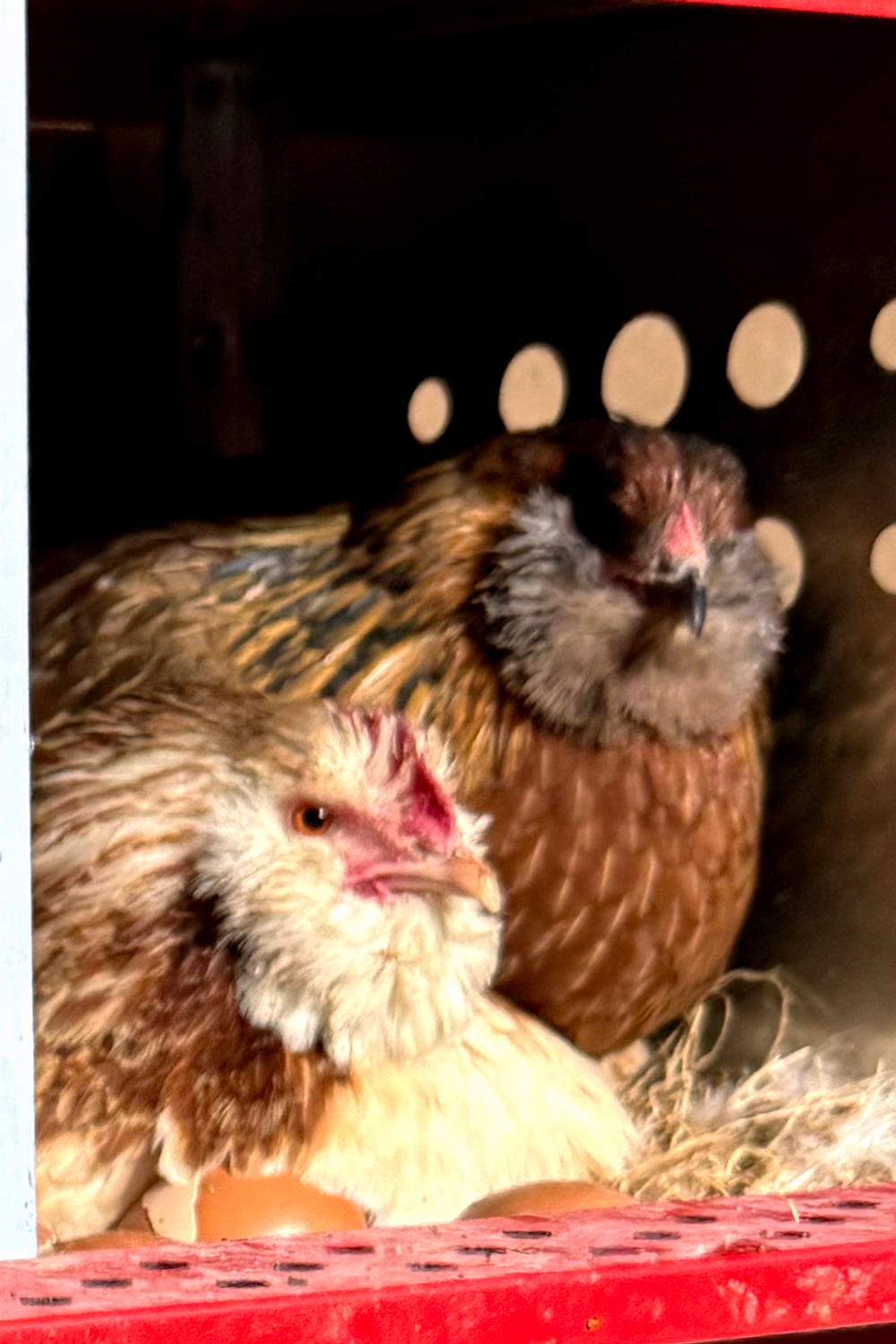 Broody hens make messy eggs. Learn how to keep chickens from pooping in the nest box with Liz Chandler @PurlsAndPixels.