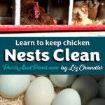 Messy eggs? Learn How to Keep Chickens from Leaving Poo in the Nest Boxes with Liz Chandler @PurlsAndPixels.