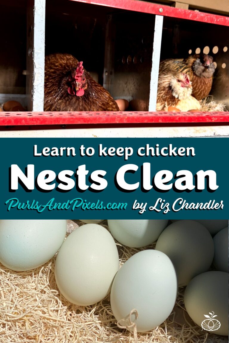 Messy eggs? Learn How to Keep Chickens from Leaving Poo in the Nest Boxes with Liz Chandler @PurlsAndPixels.