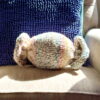 Learn to knit the easiest and cutest toy around. The knit candy toy pattern lets you make your own stuffed candy pillow even if you are brand new to knitting. Perfect for kids and beginners, get the free knitting pattern from Liz Chandler @PurlsAndPixels.