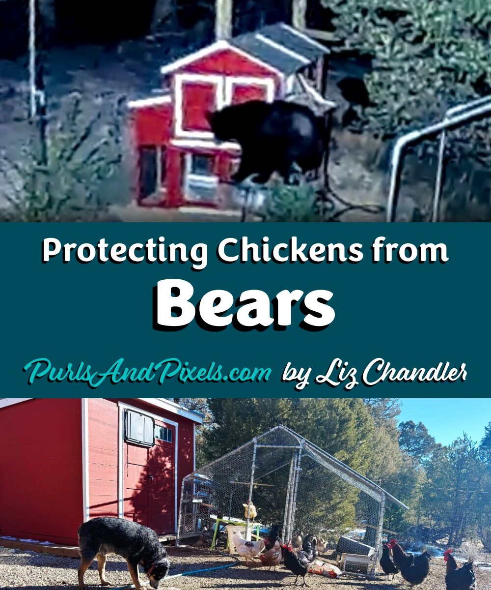 Learn about protecting chickens from bears Liz Chandler PurlsAndPixels.
