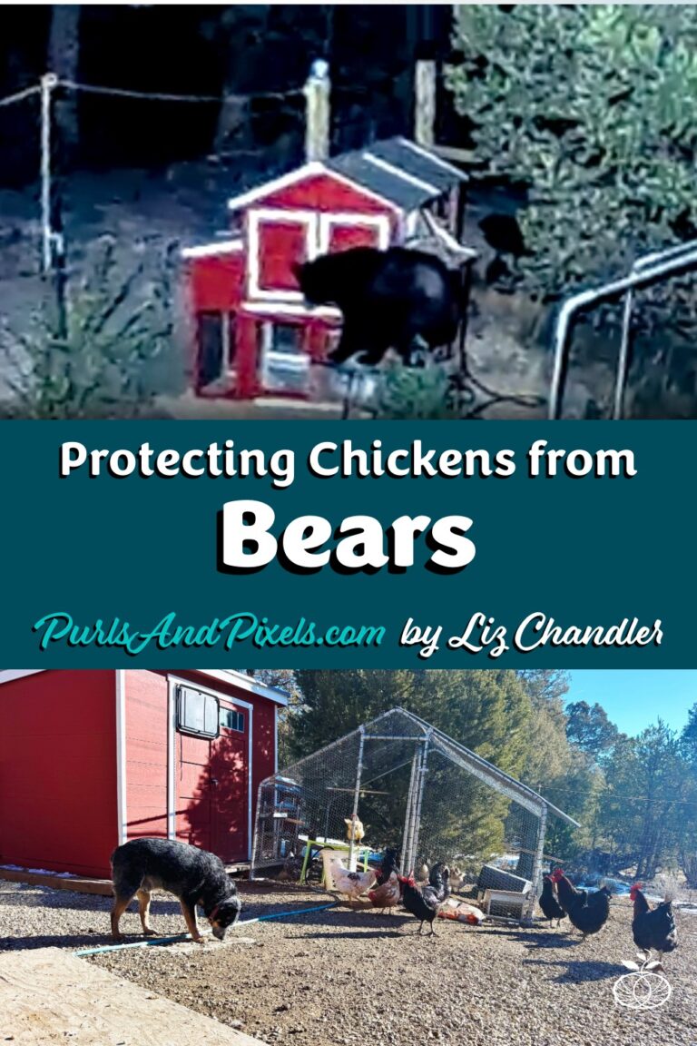 Learn about protecting chickens from bears Liz Chandler PurlsAndPixels.