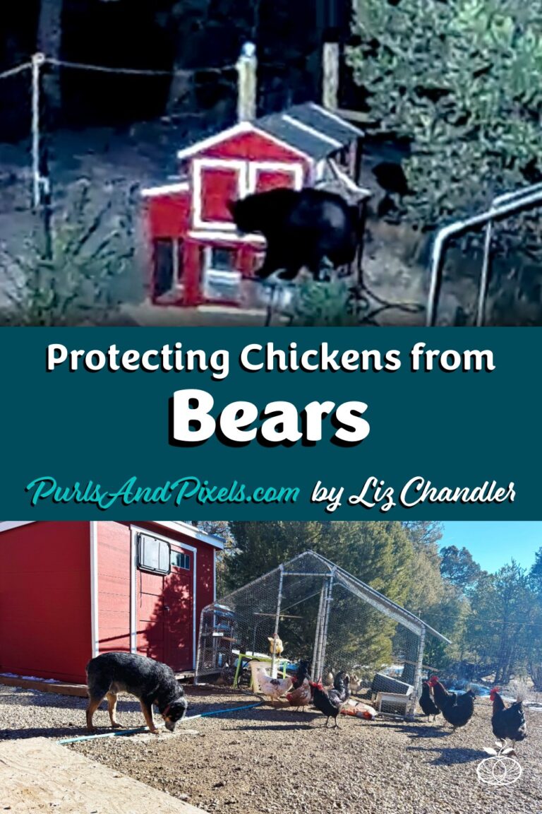 Learn about protecting chickens from bears Liz Chandler PurlsAndPixels.
