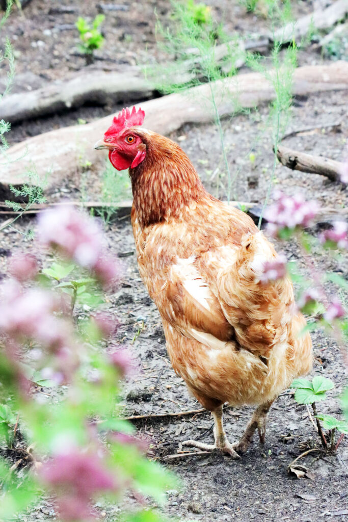 Practical lifestyle skills including gardening, chickens, and cozy self-reliance from PurlsAndPixels.