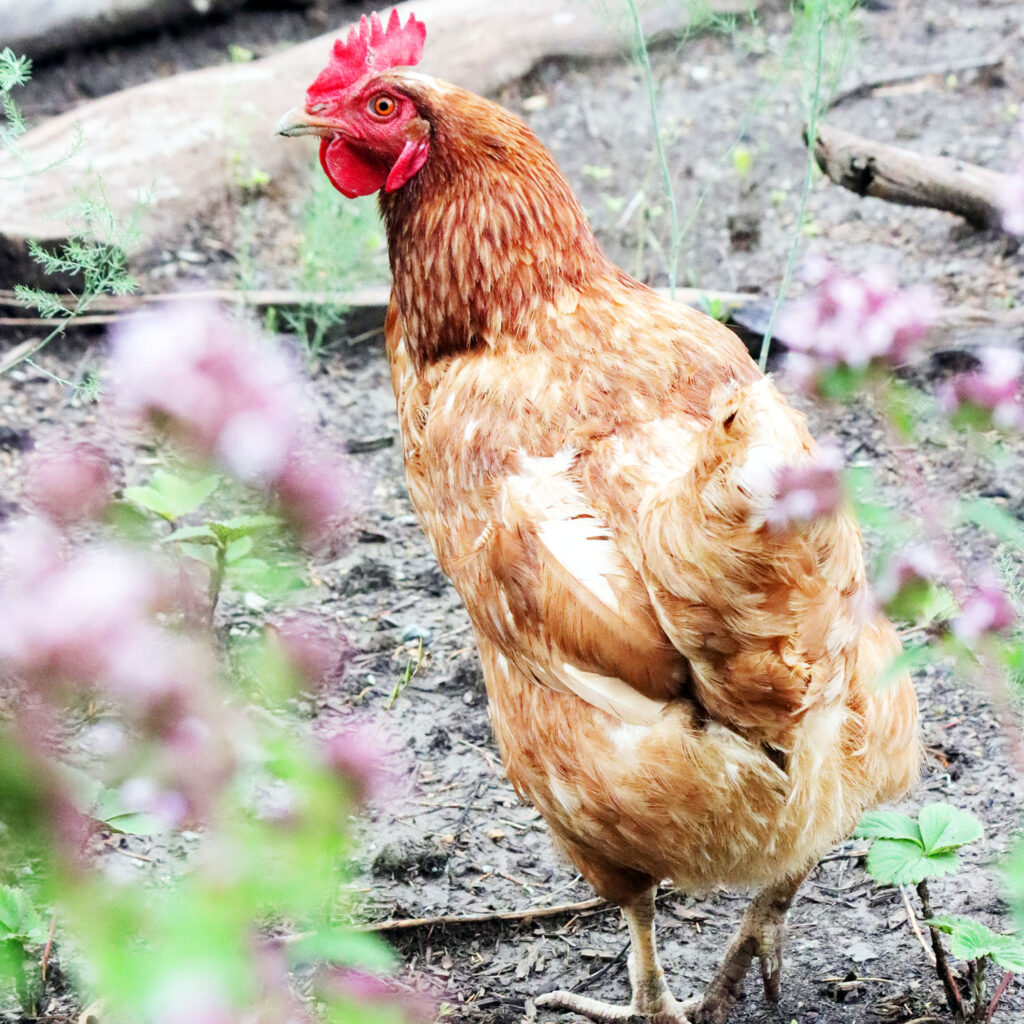 Learn about backyard chickens, gardening, homesteading, and wildlife to start building cozy self-reliance with Liz Chandler @PurlsAndPixels.